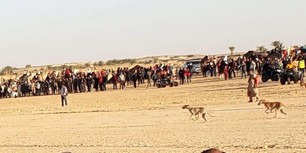 Lévriers du désert au Festival du Sahara