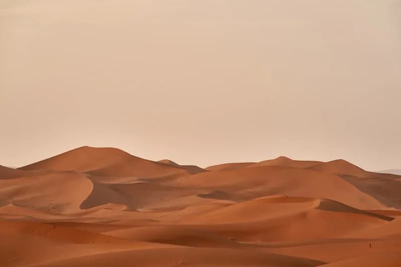 Chameau dans le désert du Sahara