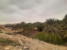 Mides Oasis