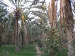 Kebili Oasis