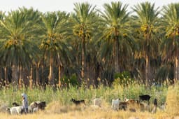 Douz Oasis