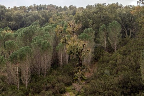 Oak forest around Ain Draham