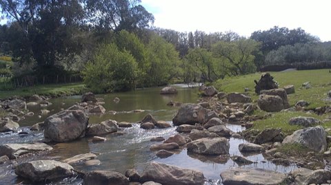 Oued Zen forest