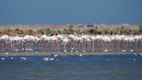Saltpans on the Gulf of Gabes