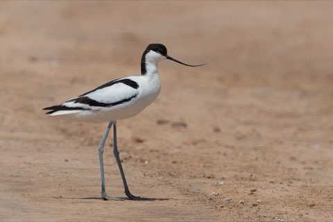 Pied avocet on the pans
