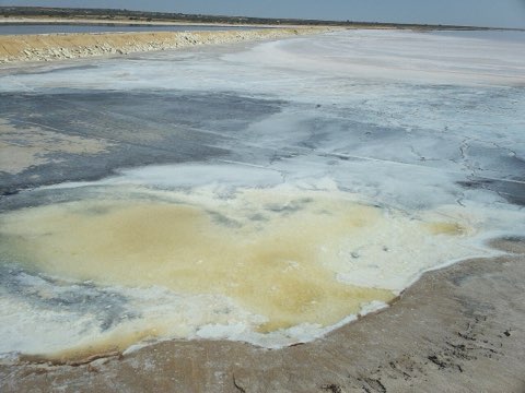 Colour bands in the shallow brine