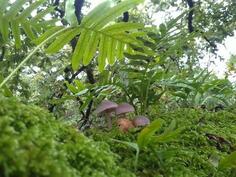 Oak, fern and fungi on the forest floor