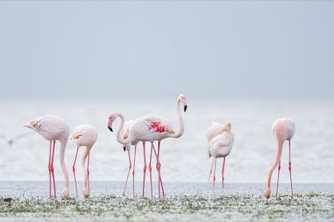 Flamingos on the shore at Guellala