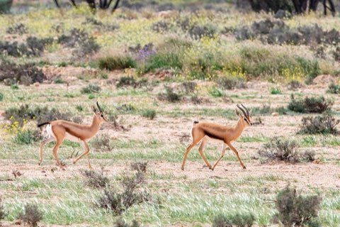 Dorcas gazelles in Bou Hedma
