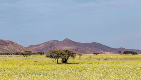 Acacia plains and hills of Bou Hedma