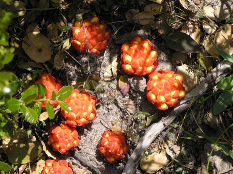 Cytinus hypocistis in the maquis
