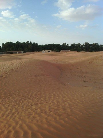 Ksar Ghilane oasis