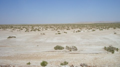 Chott el Gharsa, another view